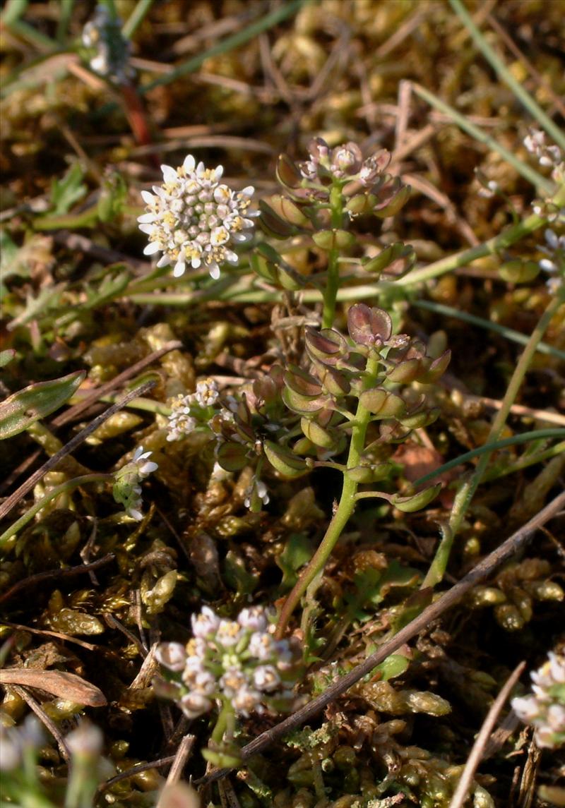 Teesdalia nudicaulis (door Adrie van Heerden)