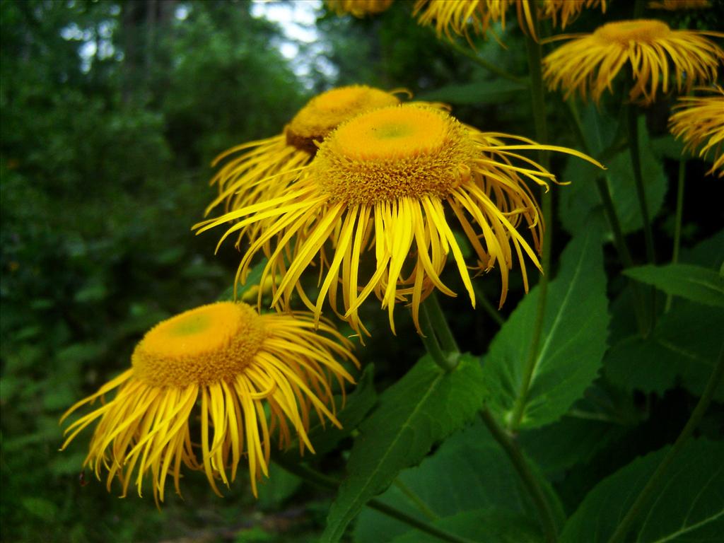 Telekia speciosa (door Ruud Beringen)