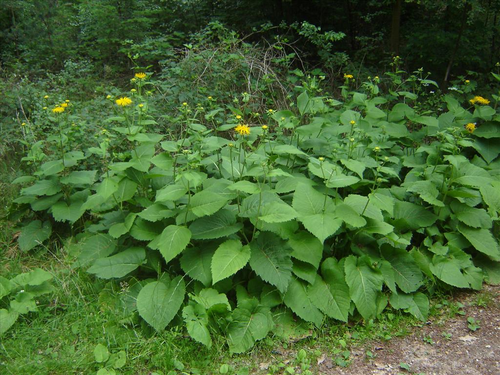 Telekia speciosa (door Ruud Beringen)