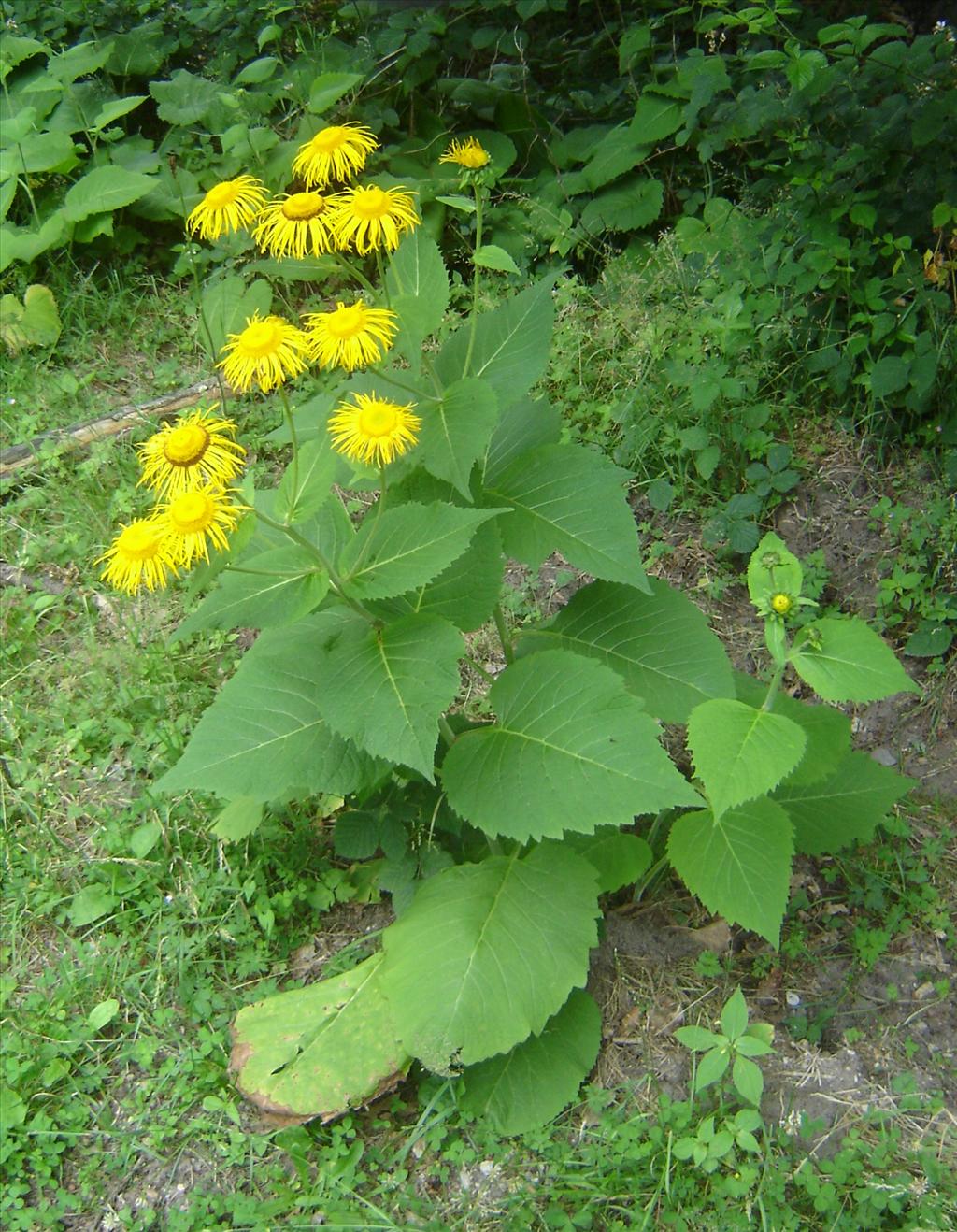 Telekia speciosa (door Ruud Beringen)