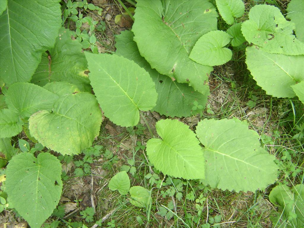 Telekia speciosa (door Ruud Beringen)