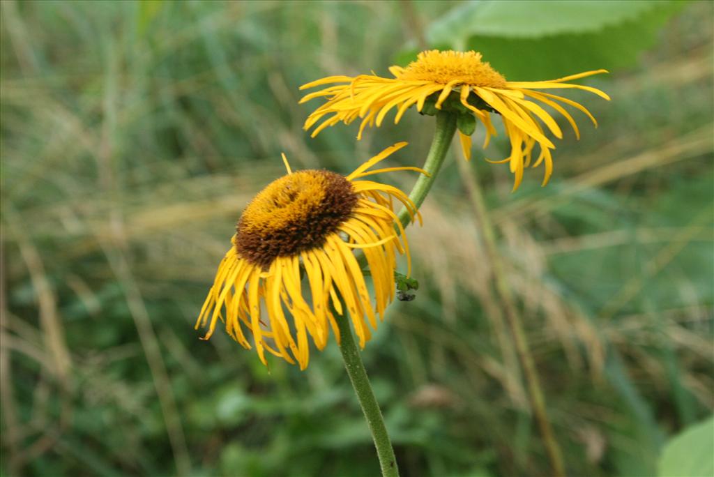 Telekia speciosa (door Gertjan van Mill)