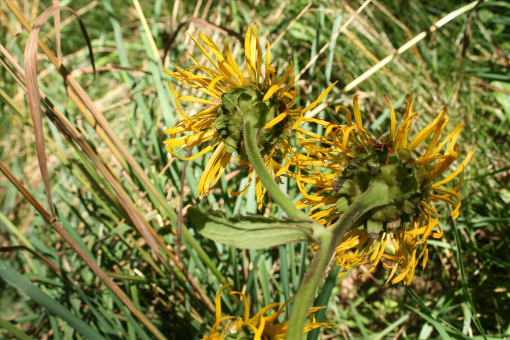 Telekia speciosa (door Gertjan van Mill)