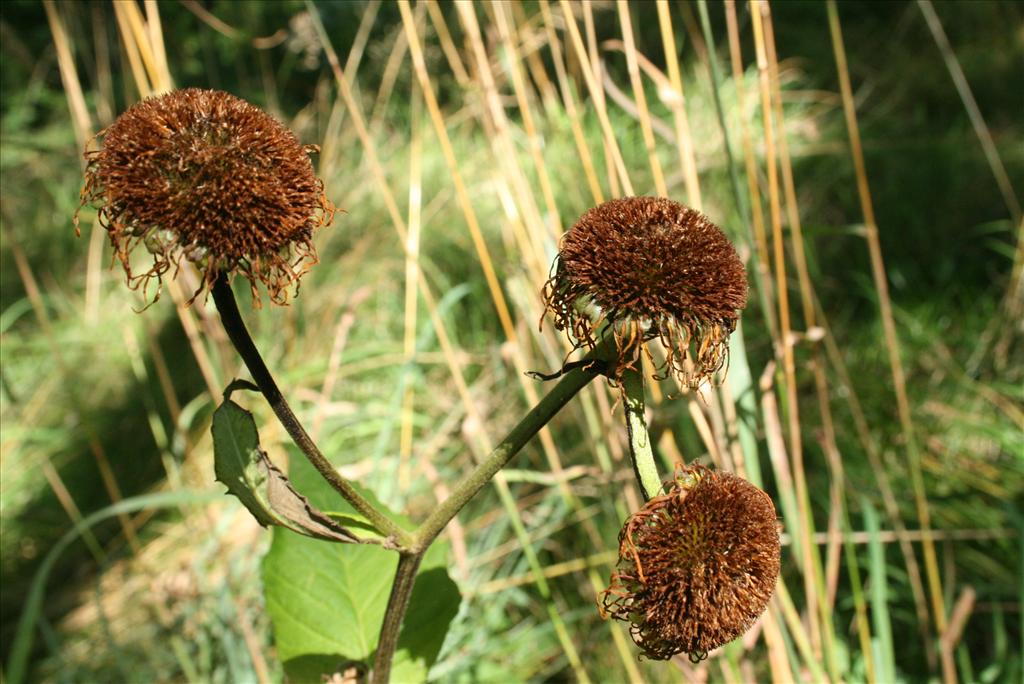 Telekia speciosa (door Gertjan van Mill)