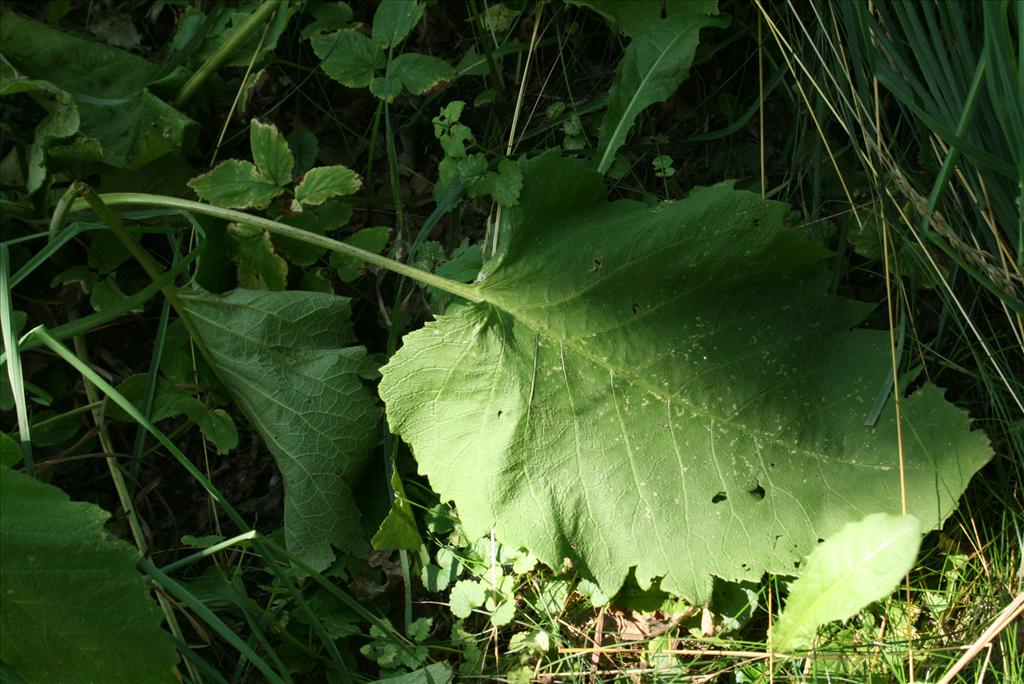 Telekia speciosa (door Gertjan van Mill)