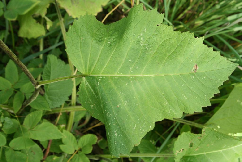 Telekia speciosa (door Gertjan van Mill)