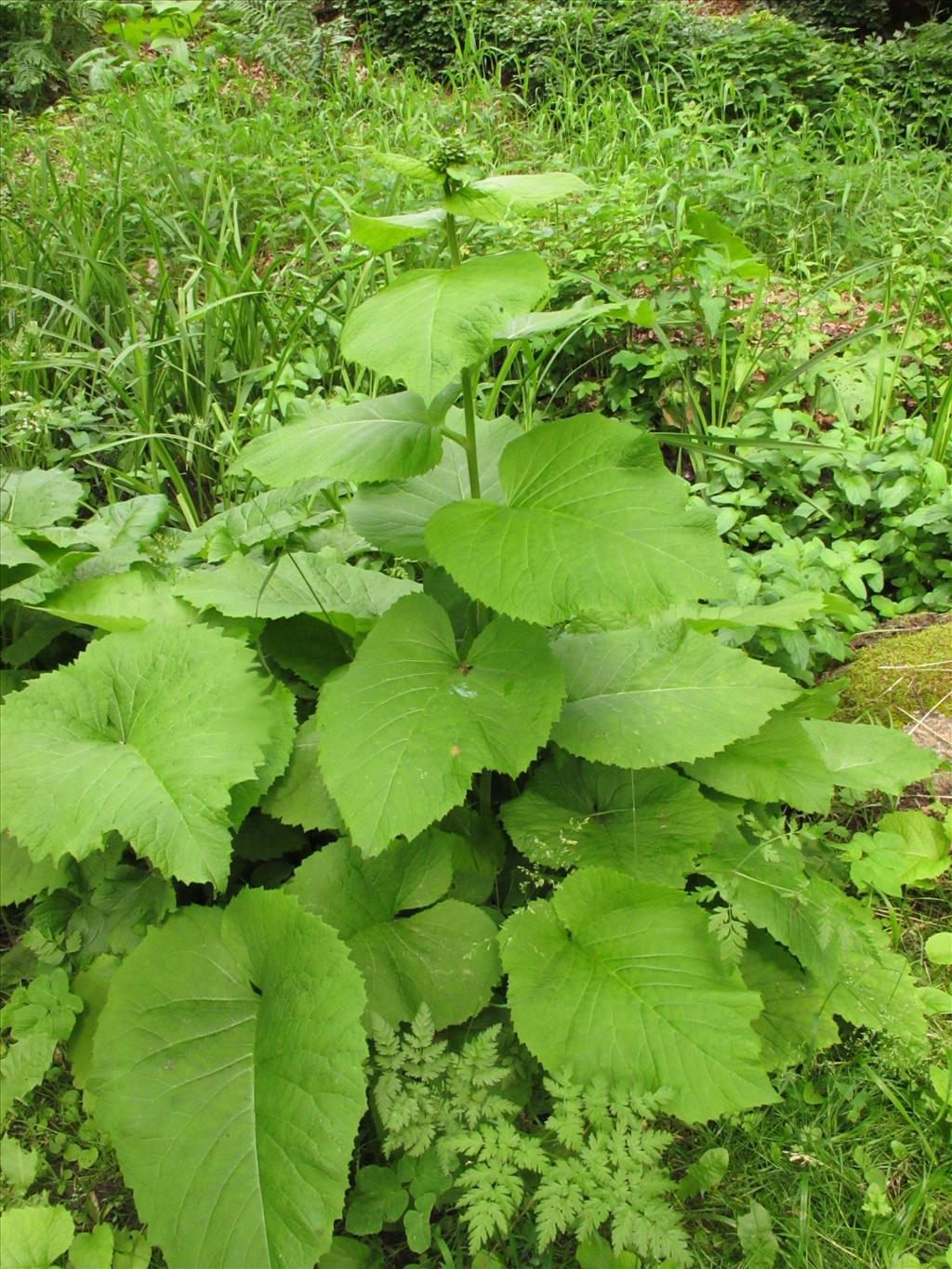 Telekia speciosa (door Gertjan van Mill)