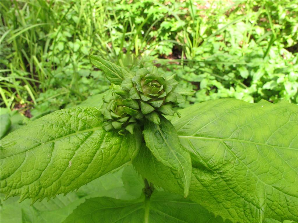 Telekia speciosa (door Gertjan van Mill)