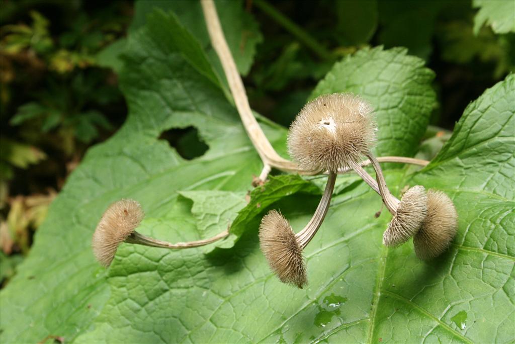 Telekia speciosa (door Gertjan van Mill)