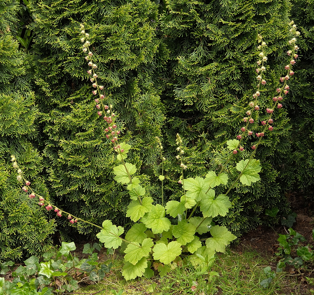 Tellima grandiflora (door Ab H. Baas)