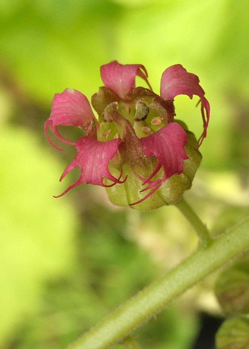 Tellima grandiflora (door Ab H. Baas)