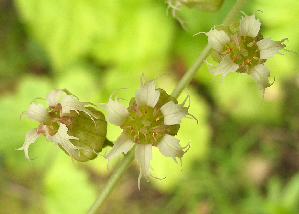 Tellima grandiflora (door Ab H. Baas)