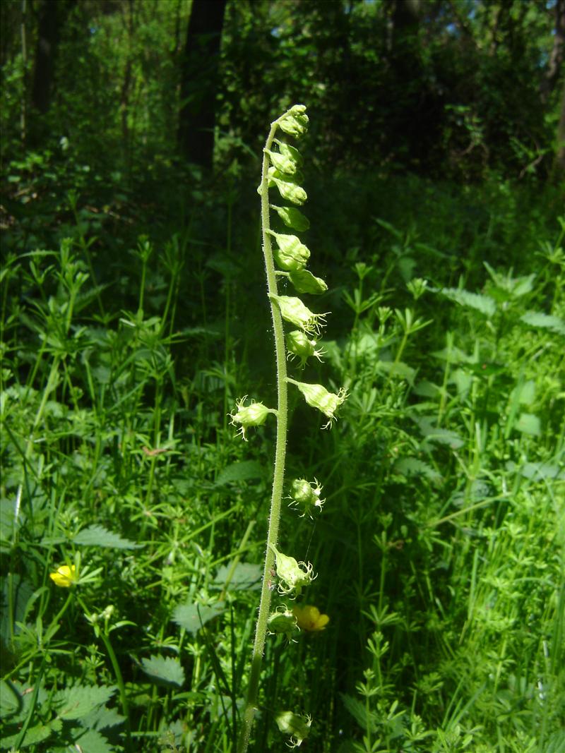 Tellima grandiflora (door Ruud Beringen)