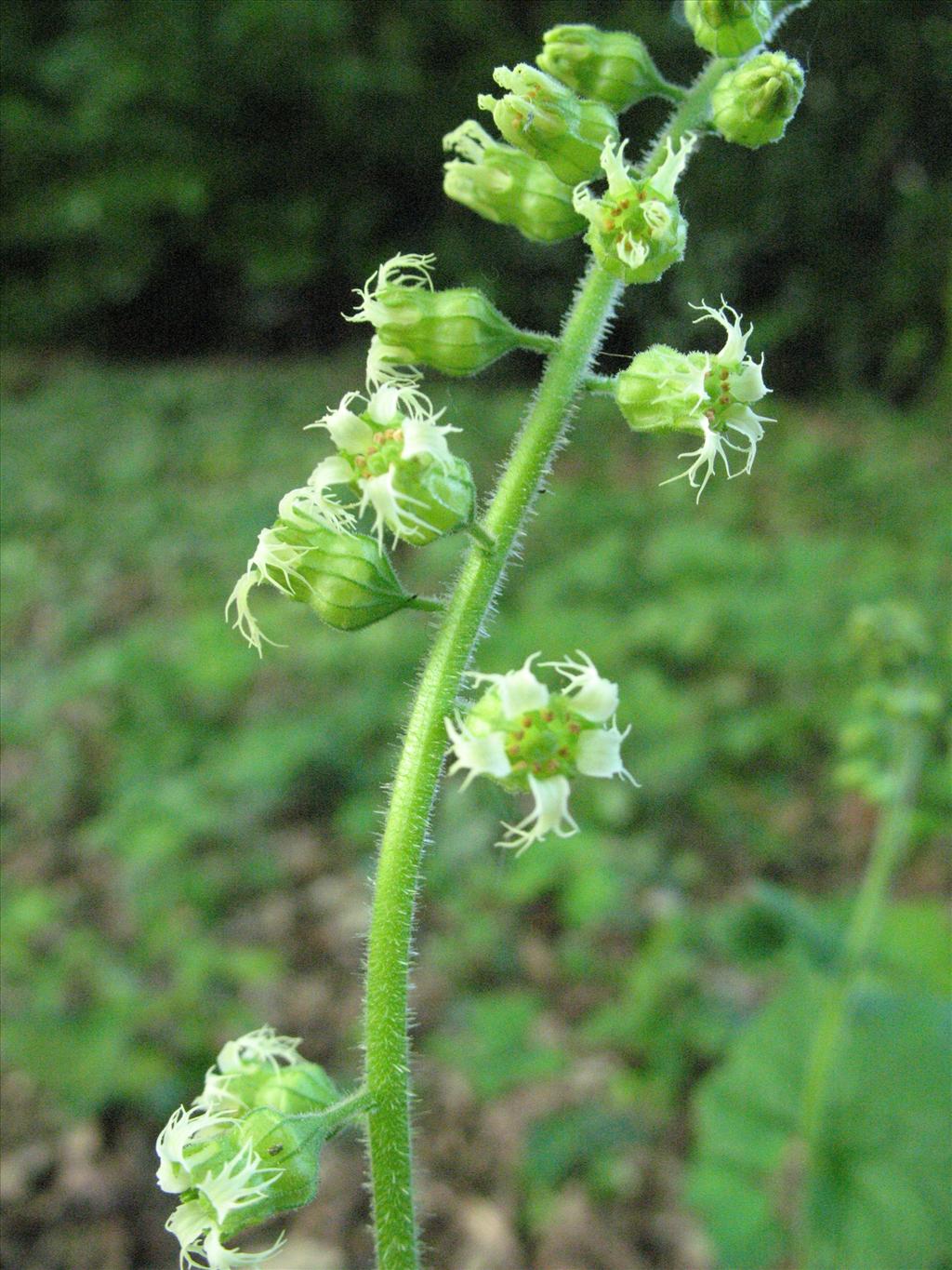 Tellima grandiflora (door Gertjan van Mill)