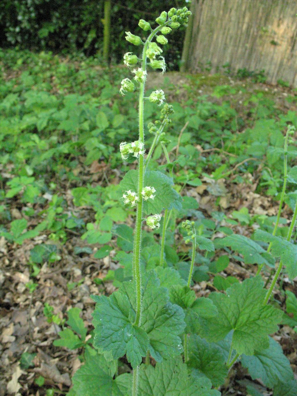 Tellima grandiflora (door Gertjan van Mill)