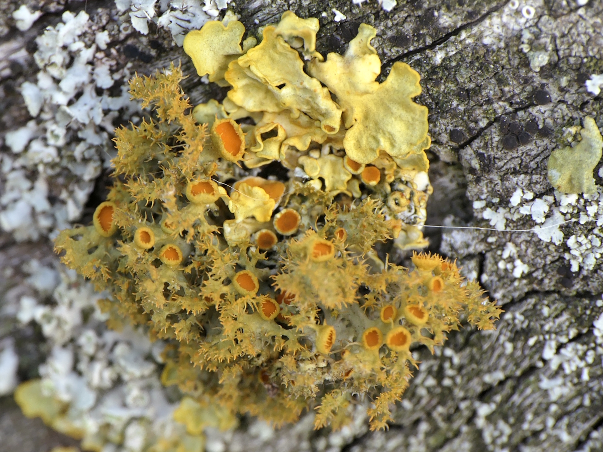 Teloschistes chrysophthalmos (door Henk-Jan van der Kolk)