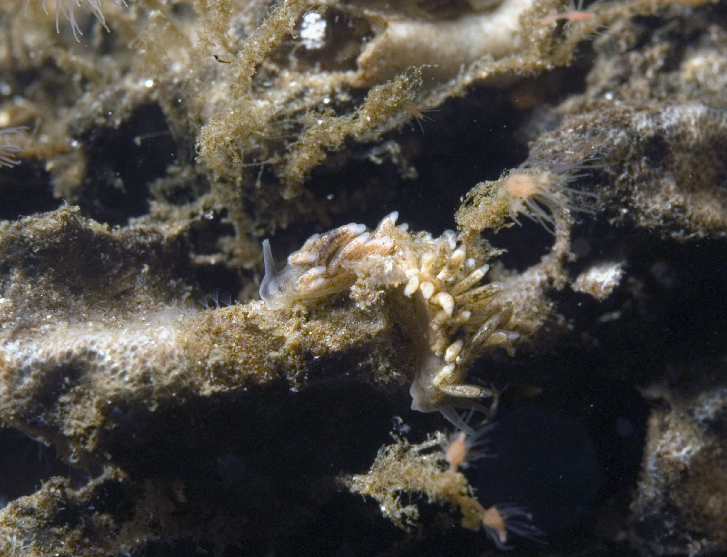 Tenellia adspersa (door Marion Haarsma)