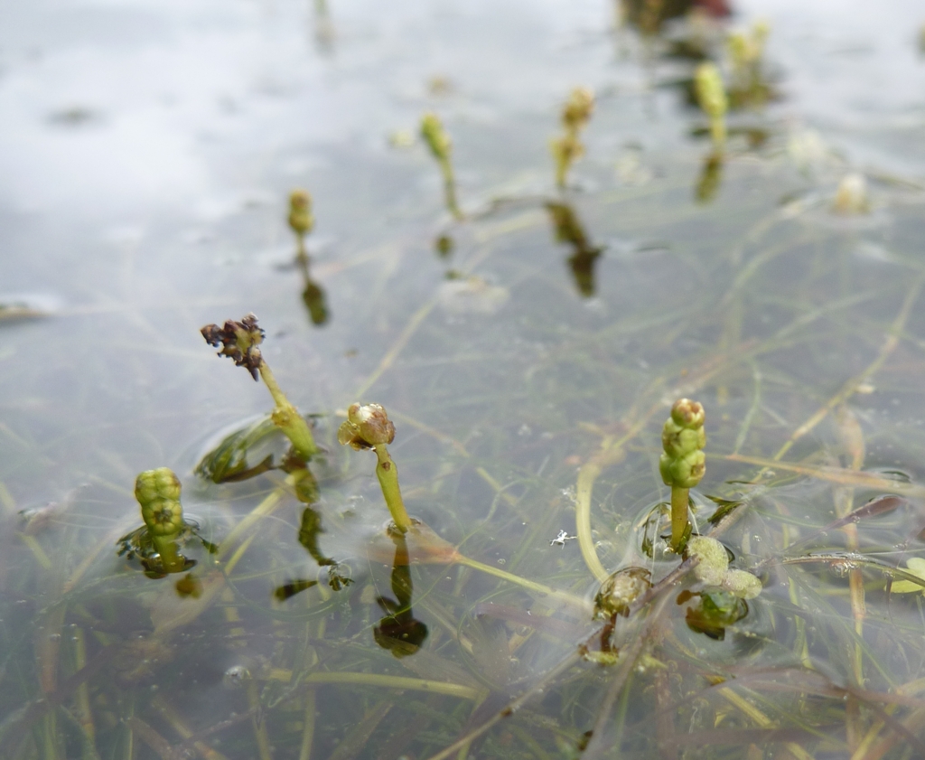 Potamogeton pusillus (door Cor Nonhof)