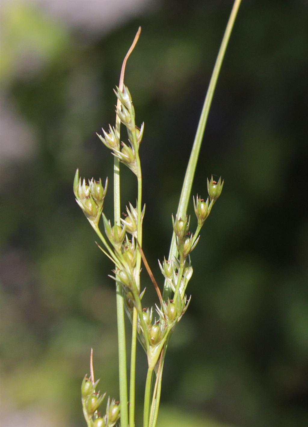 Juncus tenuis (door Peter Meininger)