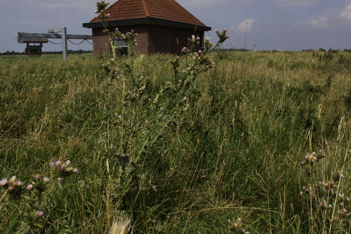 Carduus tenuiflorus (door Peter Meininger)