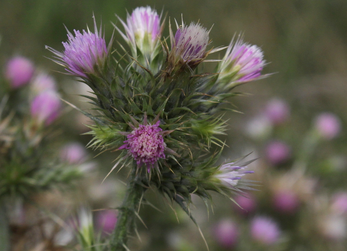 Carduus tenuiflorus (door Peter Meininger)