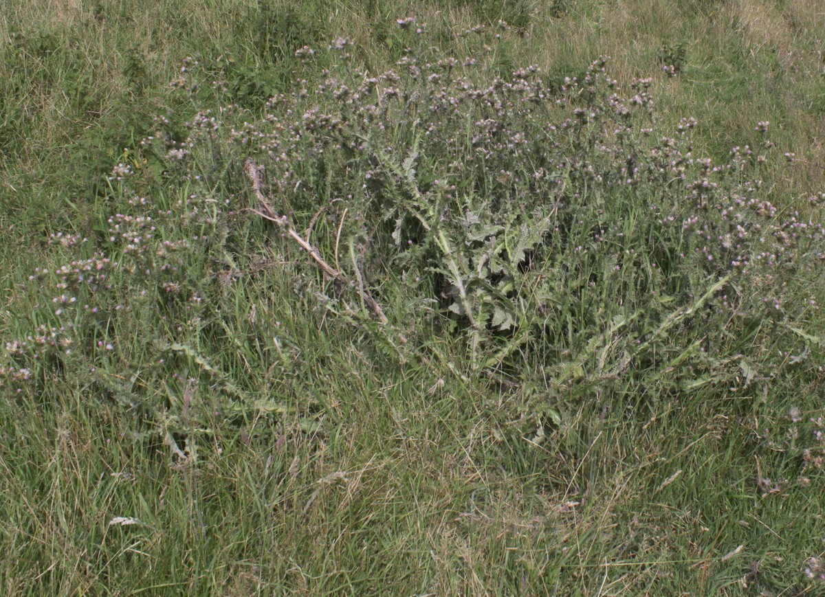 Carduus tenuiflorus (door Peter Meininger)