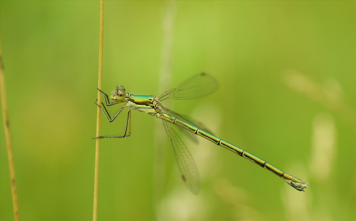 Lestes virens (door jelle bakker)