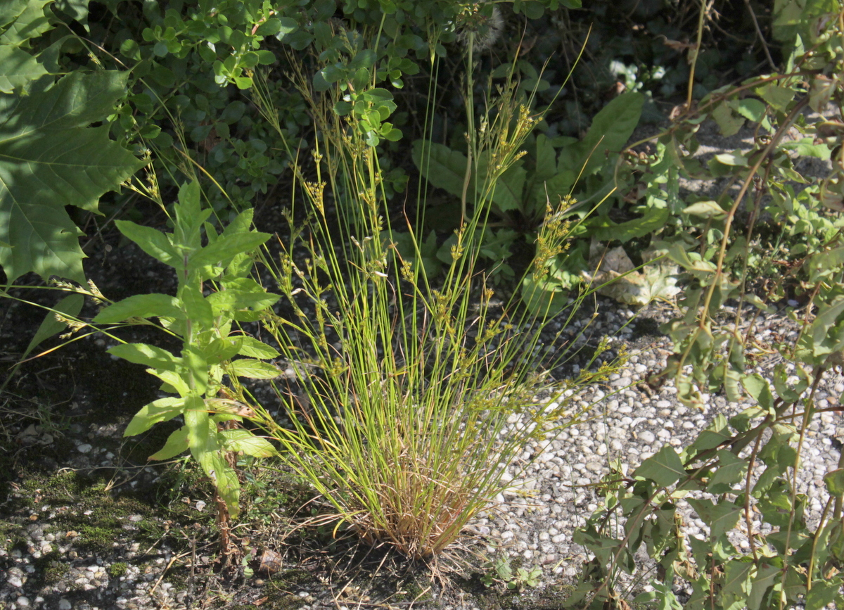 Juncus tenuis (door Peter Meininger)