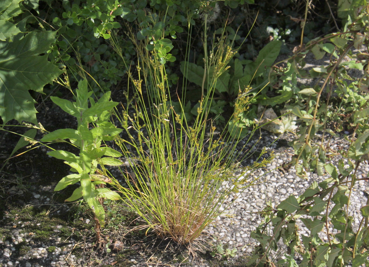 Juncus tenuis (door Peter Meininger)