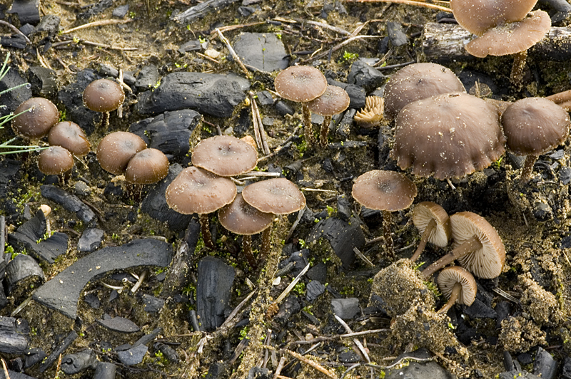 Lyophyllum anthracophilum (door Nico Dam)