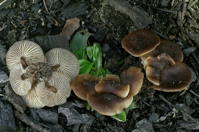 Lyophyllum anthracophilum (door Henk Huijser)