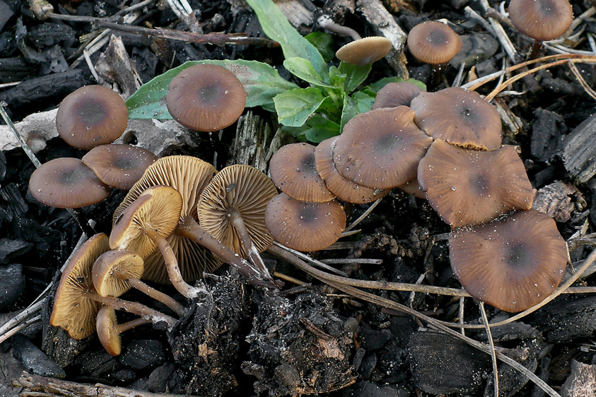 Lyophyllum anthracophilum (door Henk Huijser)