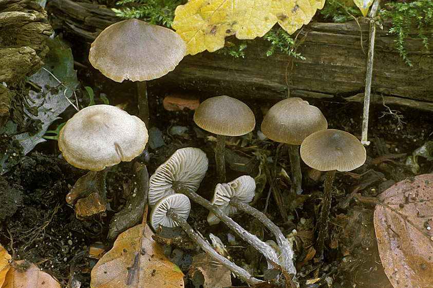 Lyophyllum boudieri (door Henk Huijser)