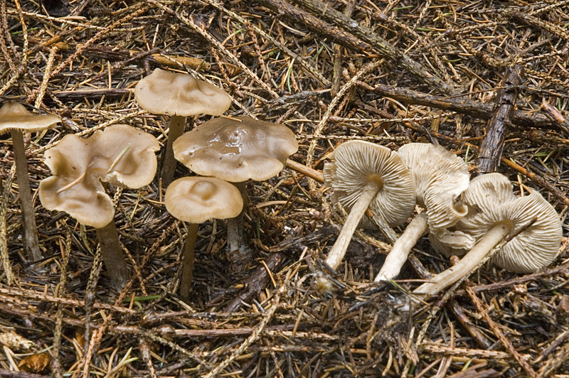 Lyophyllum ozes (door Nico Dam)