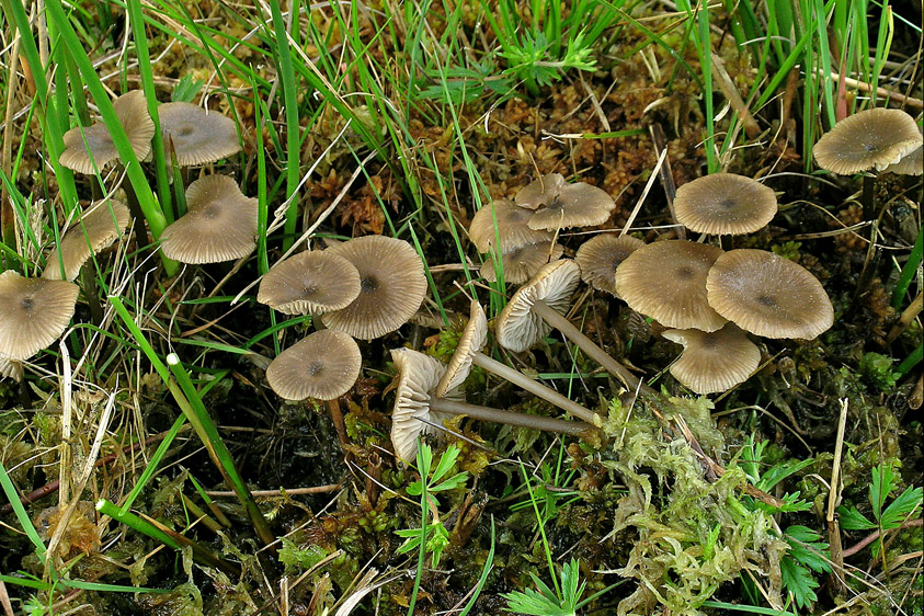 Lyophyllum palustre (door Henk Huijser)