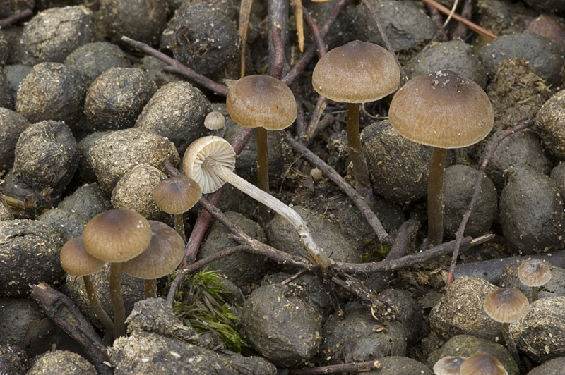 Lyophyllum tylicolor (door Nico Dam)