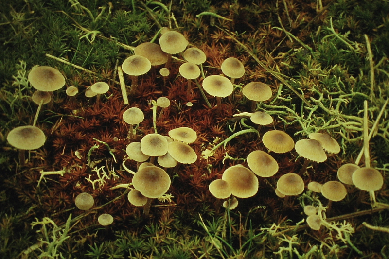 Lyophyllum tylicolor (door Aldert Gutter)