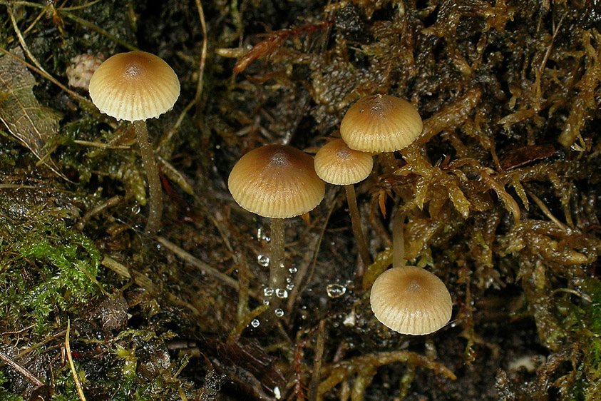 Lyophyllum tylicolor (door Henk Huijser)