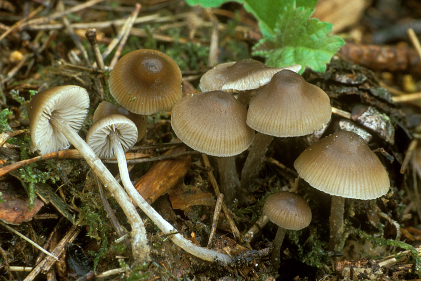 Lyophyllum tylicolor (door Henk Huijser)