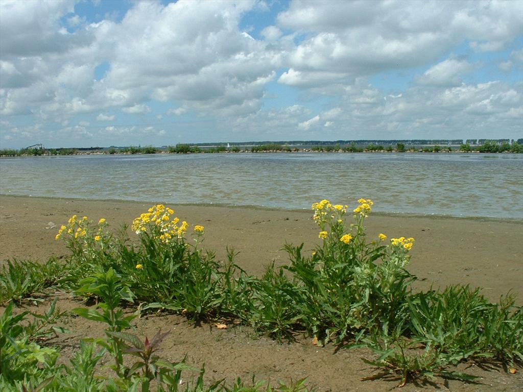 Tephroseris palustris (door Pieter Stolwijk)