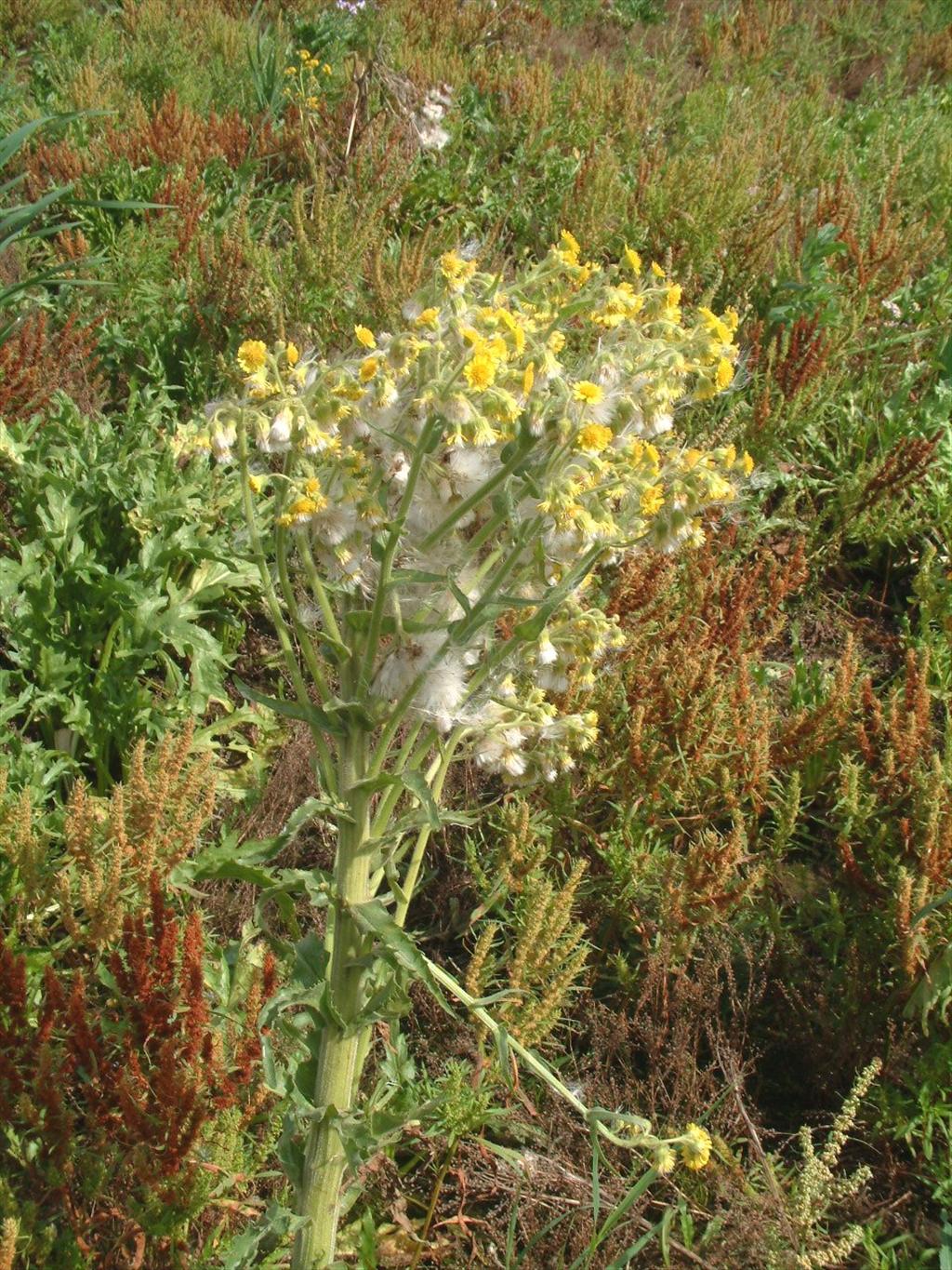 Tephroseris palustris (door Adrie van Heerden)