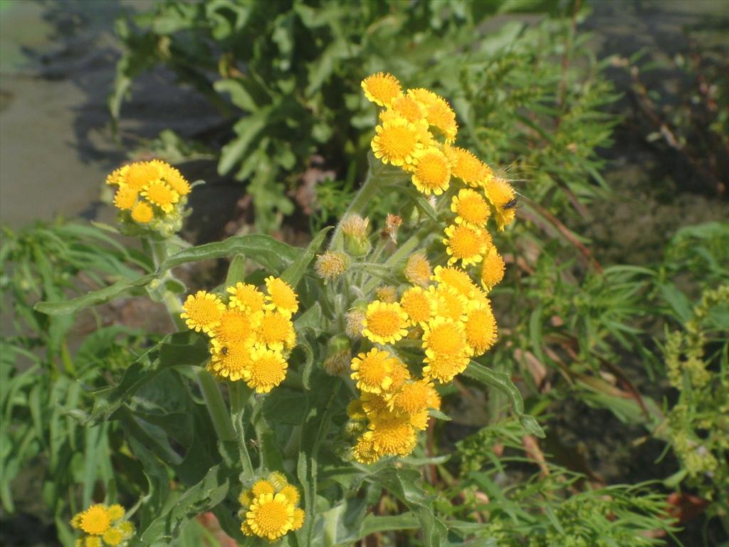 Tephroseris palustris (door Adrie van Heerden)