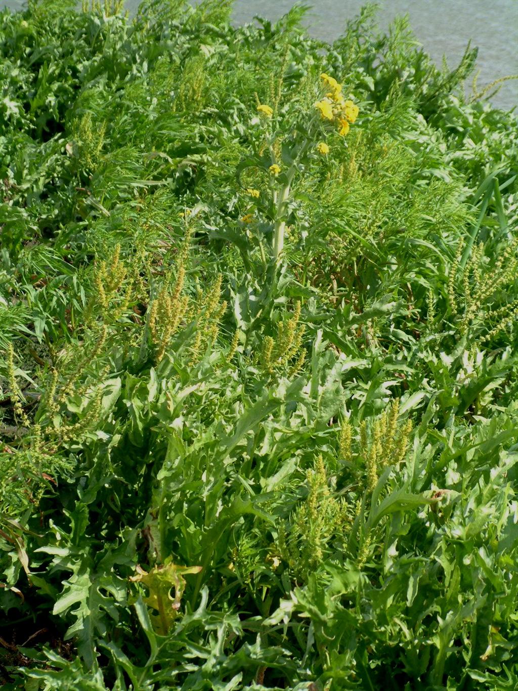 Tephroseris palustris (door Adrie van Heerden)