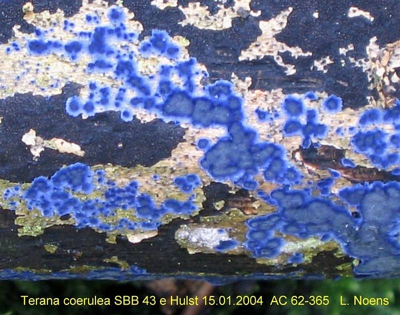 Terana caerulea (door Lucien Noens)