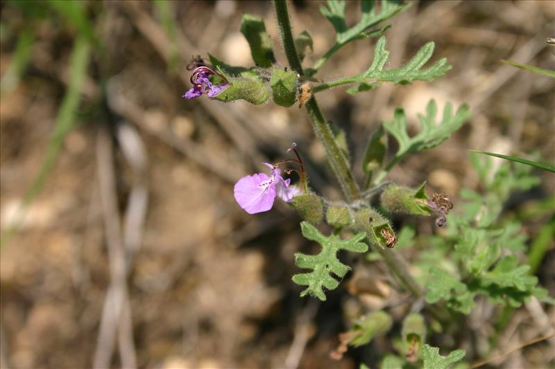 Teucrium botrys (door Niels Jeurink)