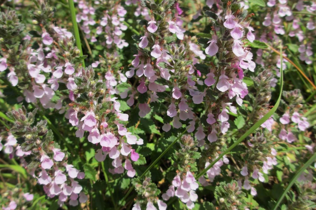 Teucrium chamaedrys subsp. chamaedrys (door José Langens)