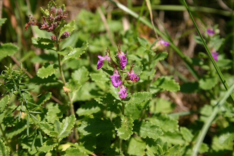 Teucrium chamaedrys (door Niels Jeurink)