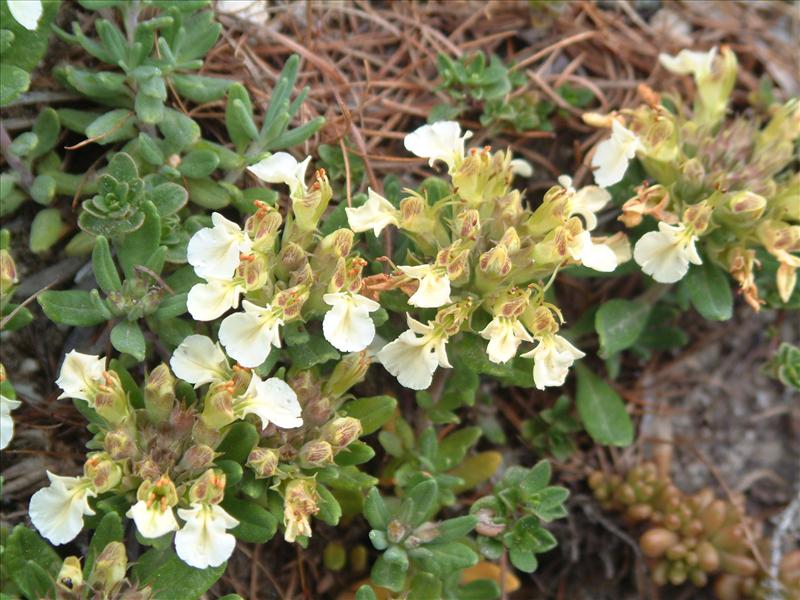 Teucrium montanum (door Adrie van Heerden)