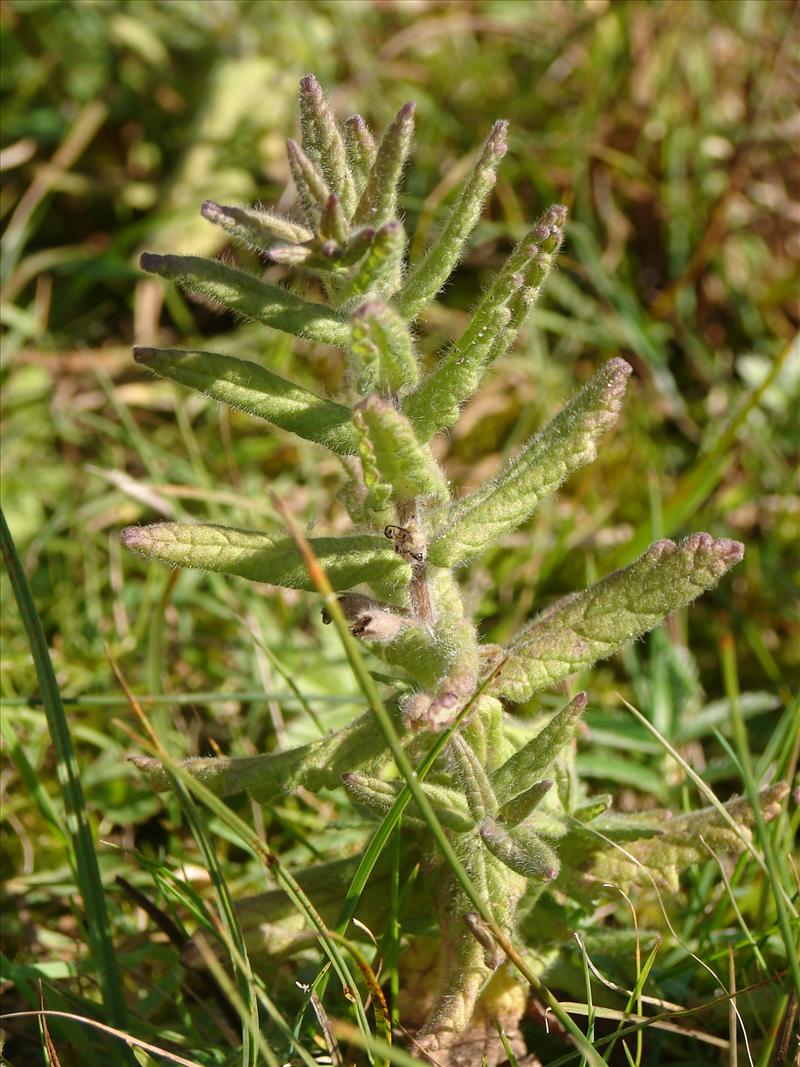 Teucrium scordium (door Adrie van Heerden)