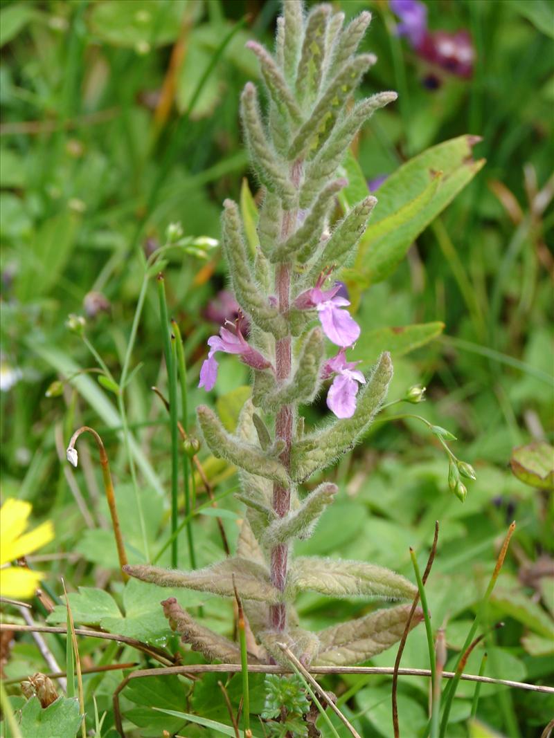 Teucrium scordium (door Adrie van Heerden)